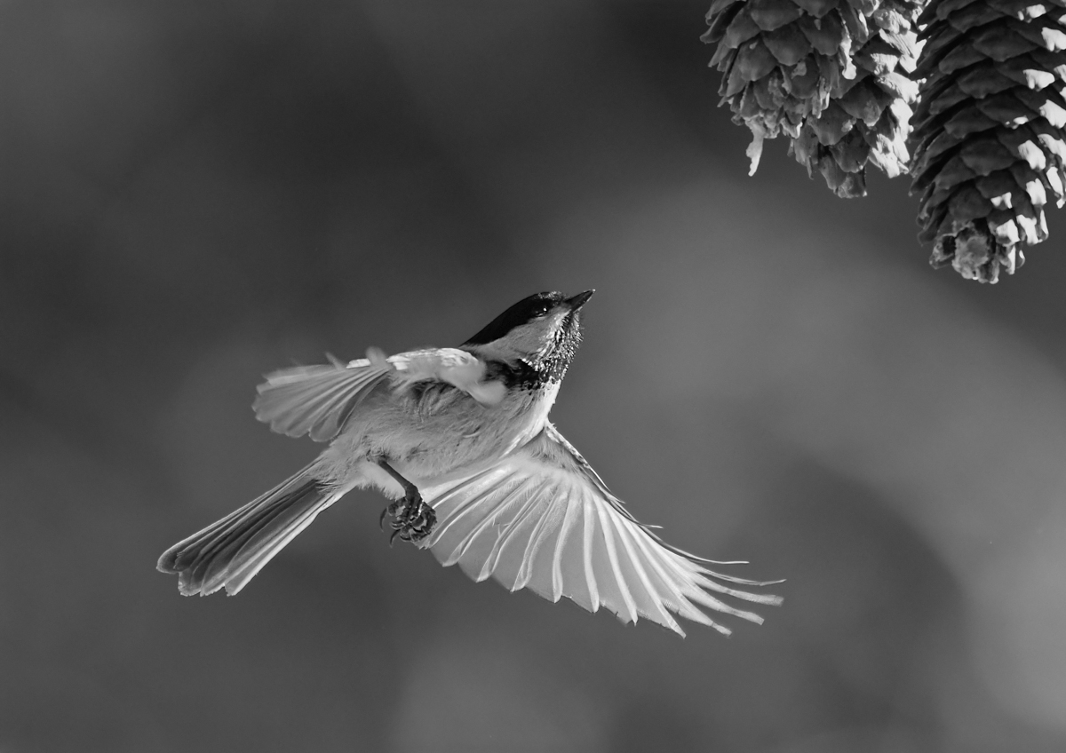 Black-Capped Chickadee in Flight